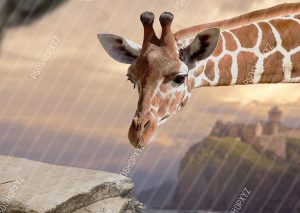 Giraffe Digital Backdrops Baby